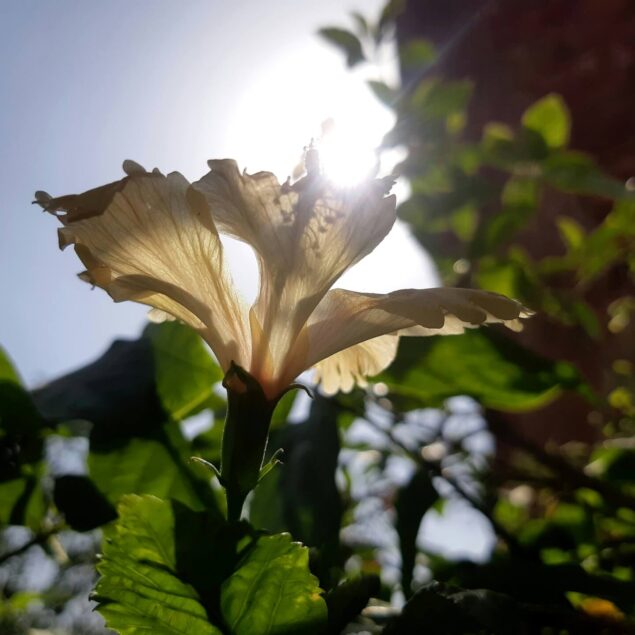 ESPOSIZIONE AL SOLE