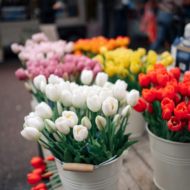 FIORI STAGIONALI
