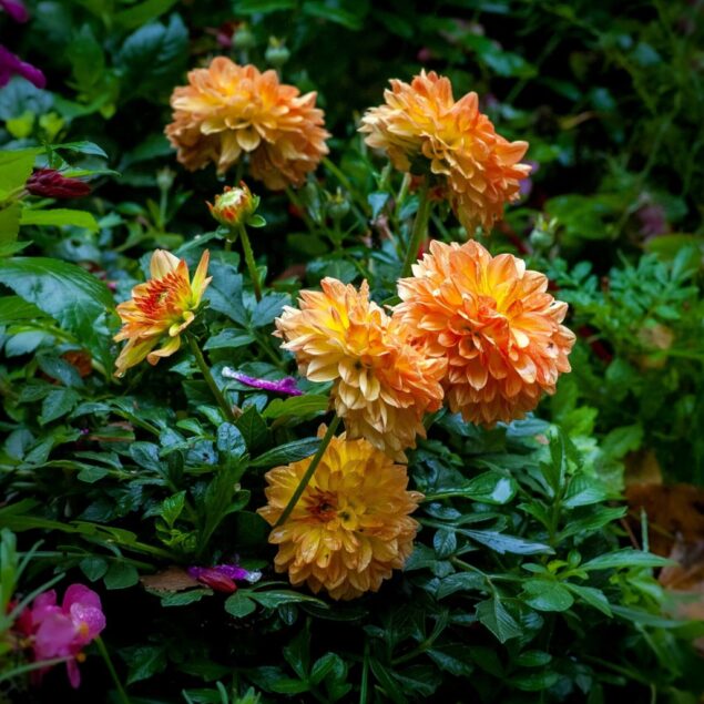 PIANTE DA ESTERNO E DA GIARDINO