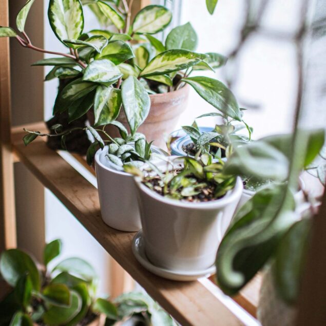 PIANTE DECORATIVE