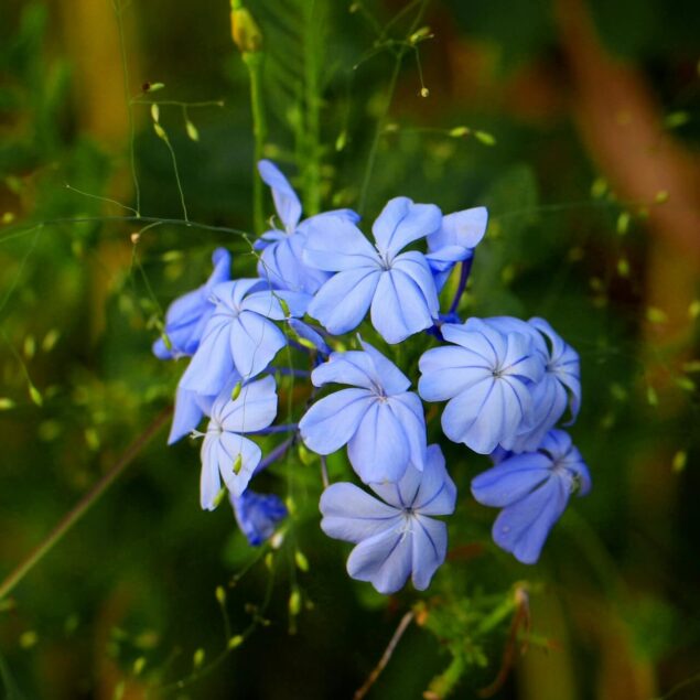 PIANTE FIORITE