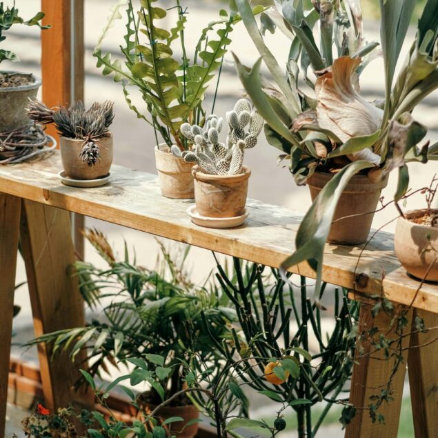 PIANTE ORNAMENTALI