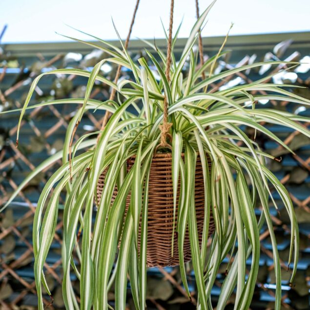 PIANTE PURIFICATRICI D'ARIA