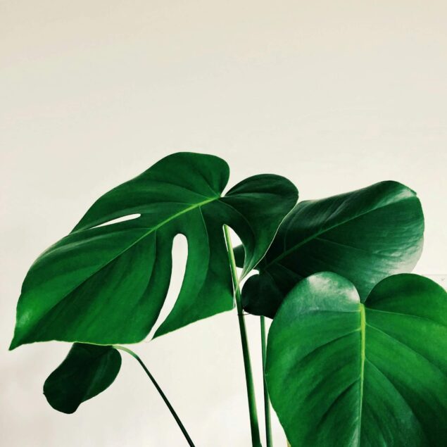 PIANTE TROPICALI
